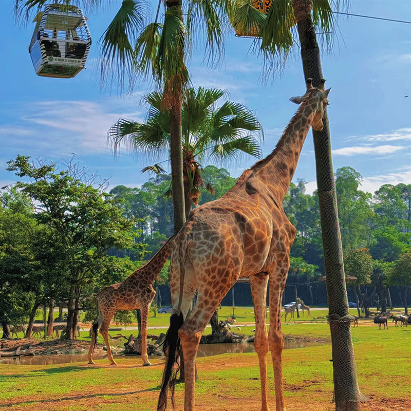 高铁出发广东广州珠海3天2晚自由行 - 定制游预订