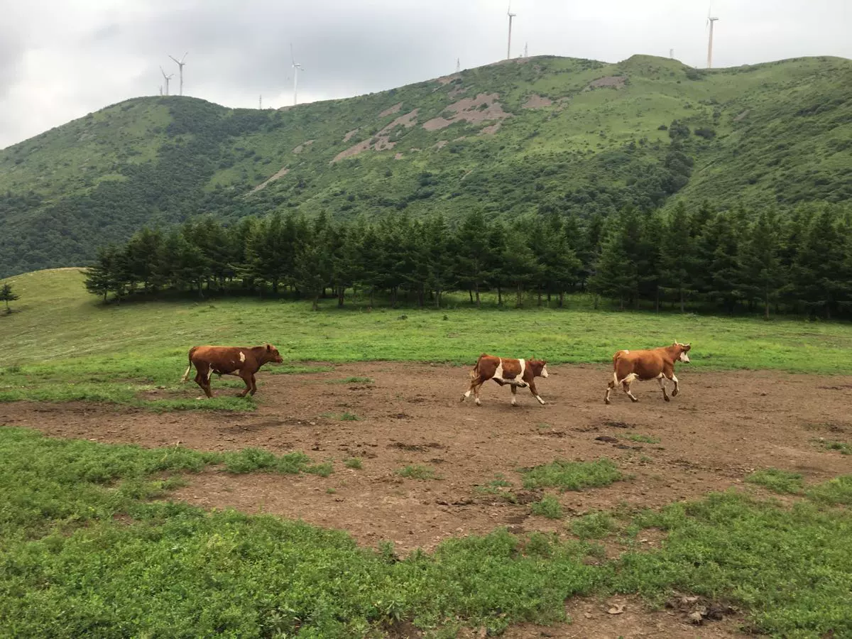 金莲山图片