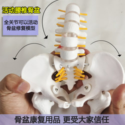 Movable Mini Lumbar Pelvic Model with Movable Joints, Human Skeleton for Rehabilitation, Female Spine Sacroiliac Skeleton