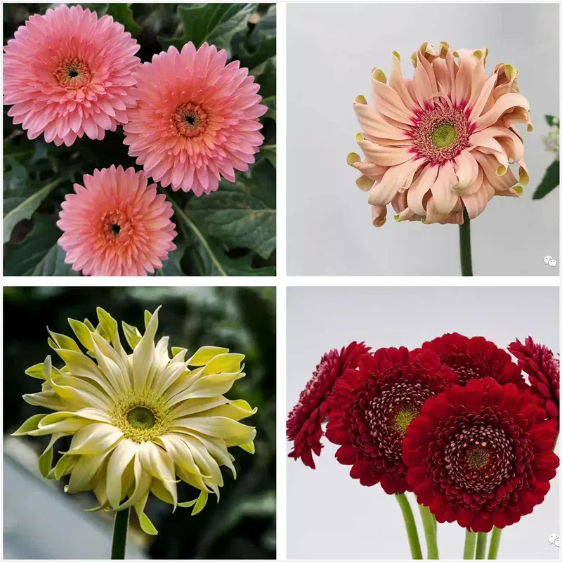 新品盆栽非洲菊花苗卷边扶郎花苗阳台四季开花植物非常