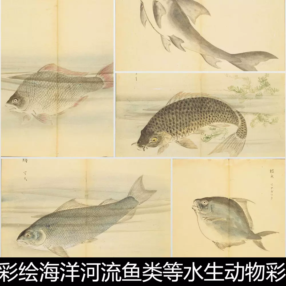 Crg中國古代彩繪海洋河流魚類等水生動物彩色圖案版畫插圖非高清