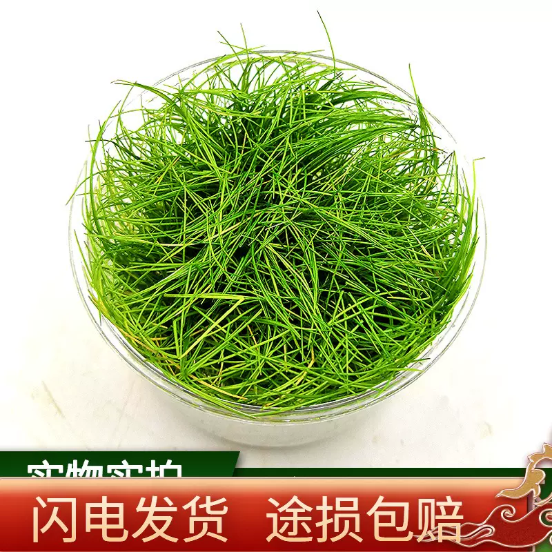 无菌前景水草迷你牛毛水草牛毛毡鱼缸水族装饰造景迷你好 无菌前景水草迷你牛毛水草牛毛毡鱼缸水族装饰造景迷你好