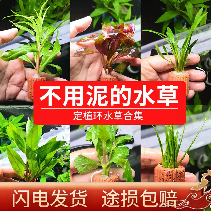 不用泥的水草无土定植水草造景懒人新手入门级净化