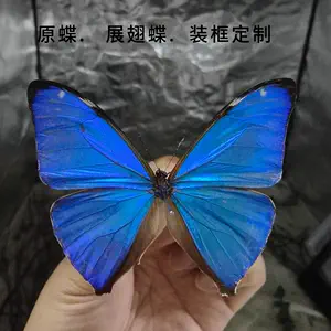 蝴蝶标本闪蝶- Top 500件蝴蝶标本闪蝶- 2024年4月更新- Taobao