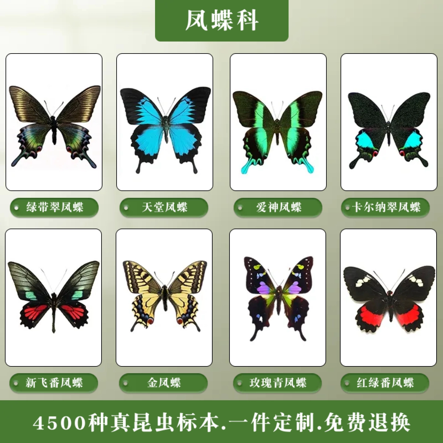 中國原蝶蝴蝶標本巴黎翠鳳蝶綠帶翠鳳蝶翠藍眼峽蝶標本獨立展示