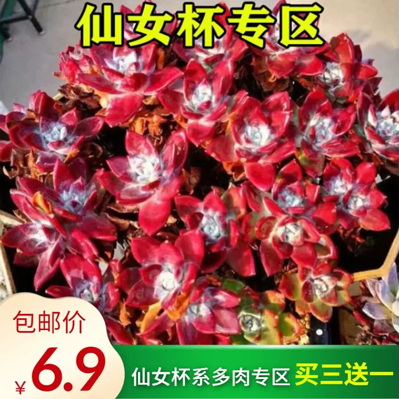 多肉植物爱杜丽丝苹果叶御剑初霜雪山白菊拇指奴婢吉娜仙女杯 多肉植物爱杜丽丝苹果叶御剑初霜雪山白菊拇指奴婢吉娜仙女杯