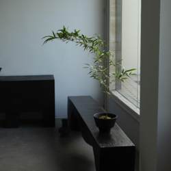 Chinese plants new Chinese bamboo bonsai