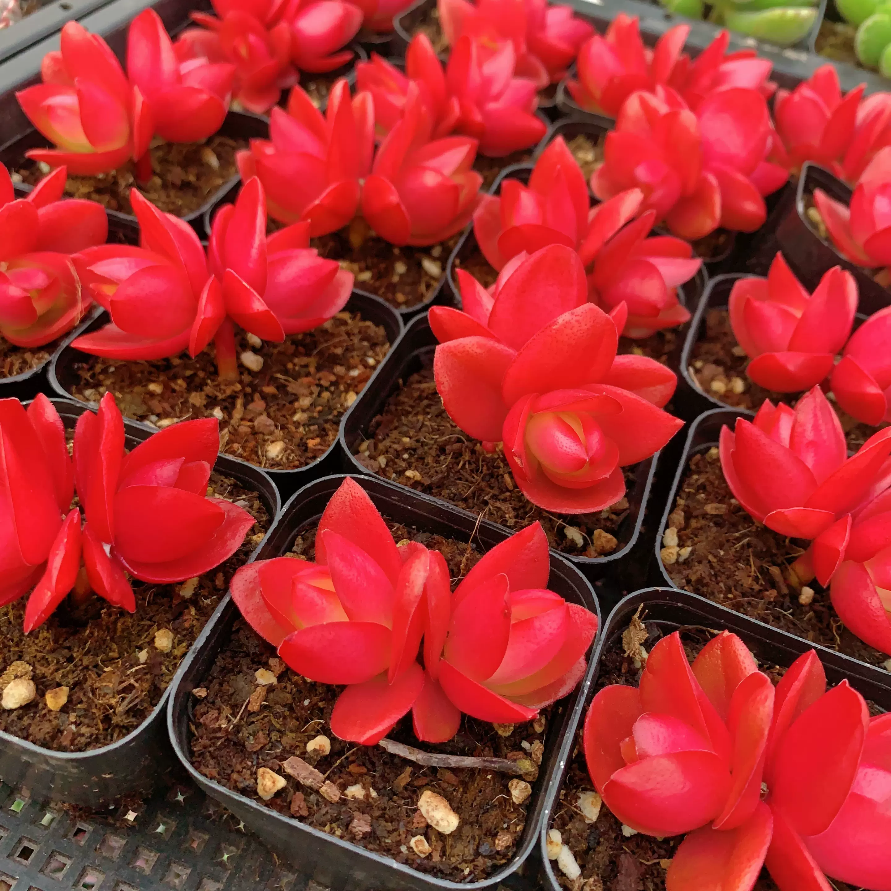 玫瑰火祭绿植盆栽火棘多肉植物