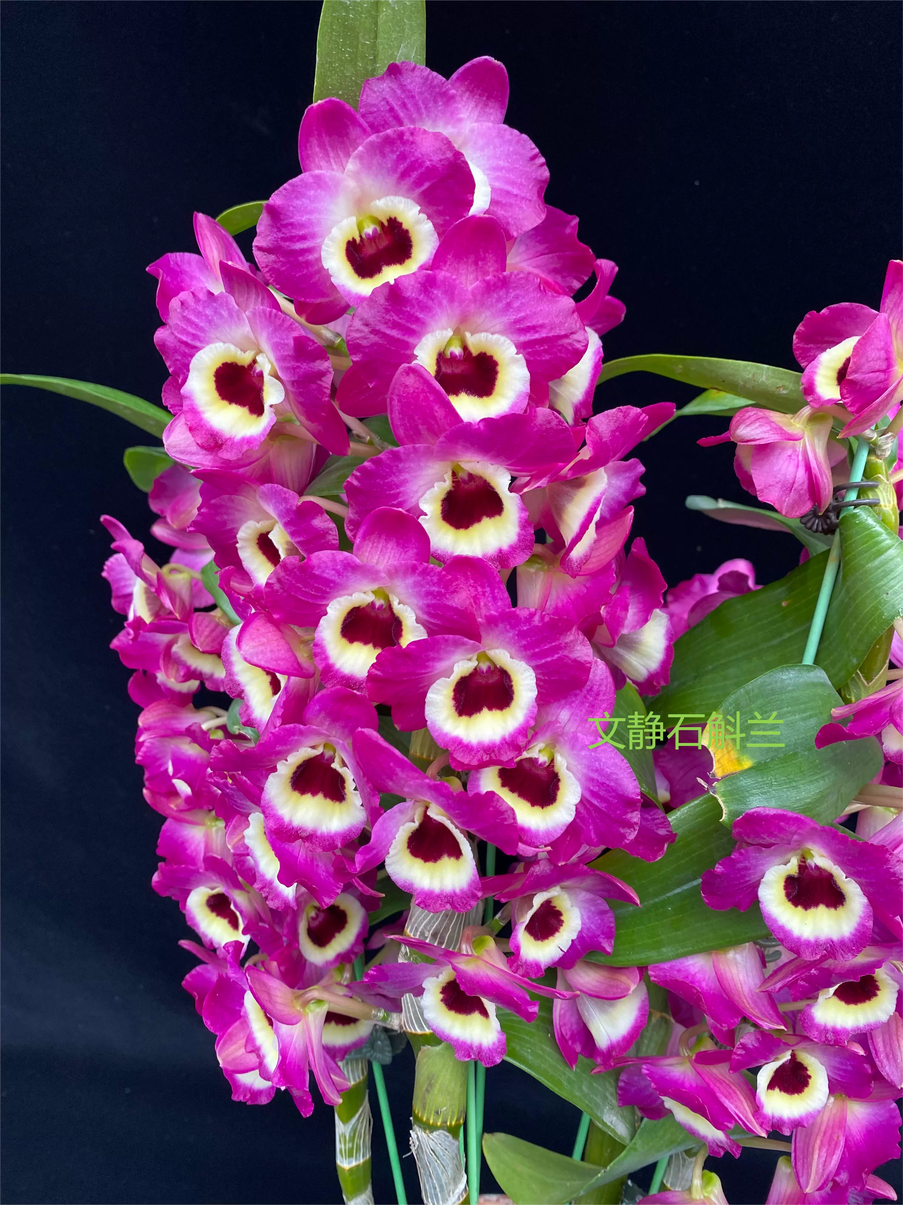 文静兰园杂交春石斛易养易活爆花洋兰批发高端精品