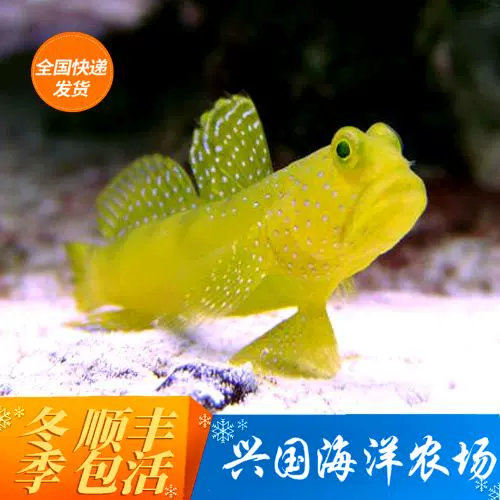 黄金虾虎海水鱼黄虾虎鱼珊瑚缸活体翻沙古B黄色小型底栖快递包活-Taobao