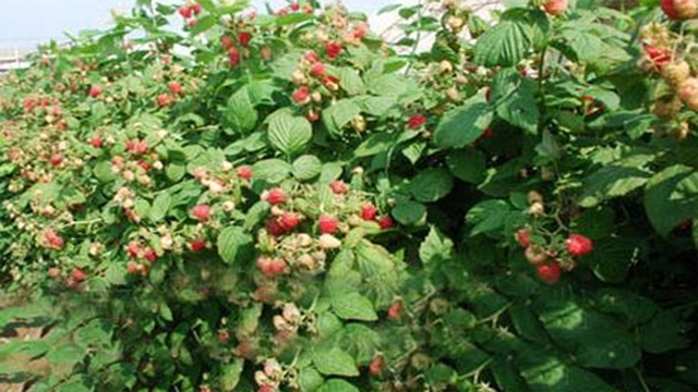 树莓花期养护很重要，注意几个养护技巧