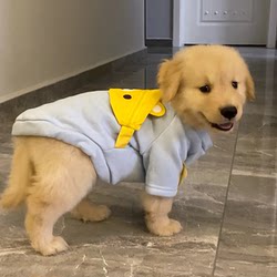 Special Clothing for Small Golden Retriever Puppies, Autumn and Winter Sweatshirt for Dogs, Warm and Can Be Attached to a Leash, Suitable for Two to Three Months Old