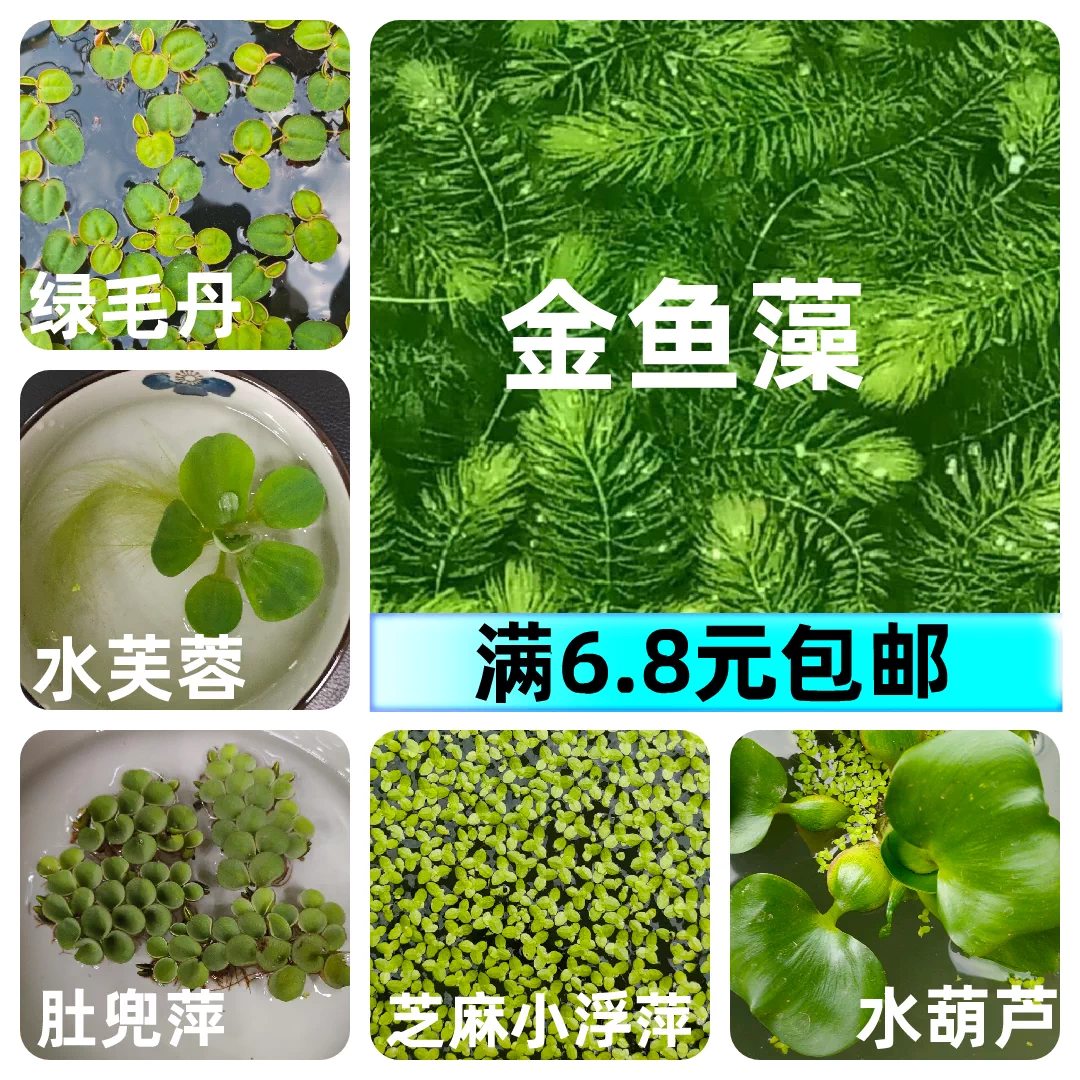 金魚藻肚兜萍蜈蚣草莫斯紅毛丹新鮮浮性水草活體