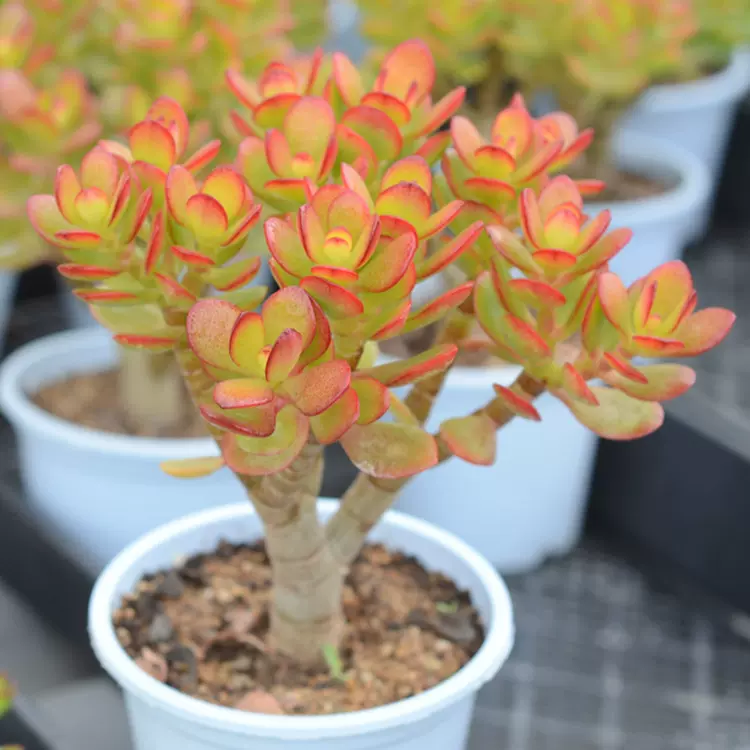 姬红花月4年独杆精品大老桩韩国姬红花月黄金花月