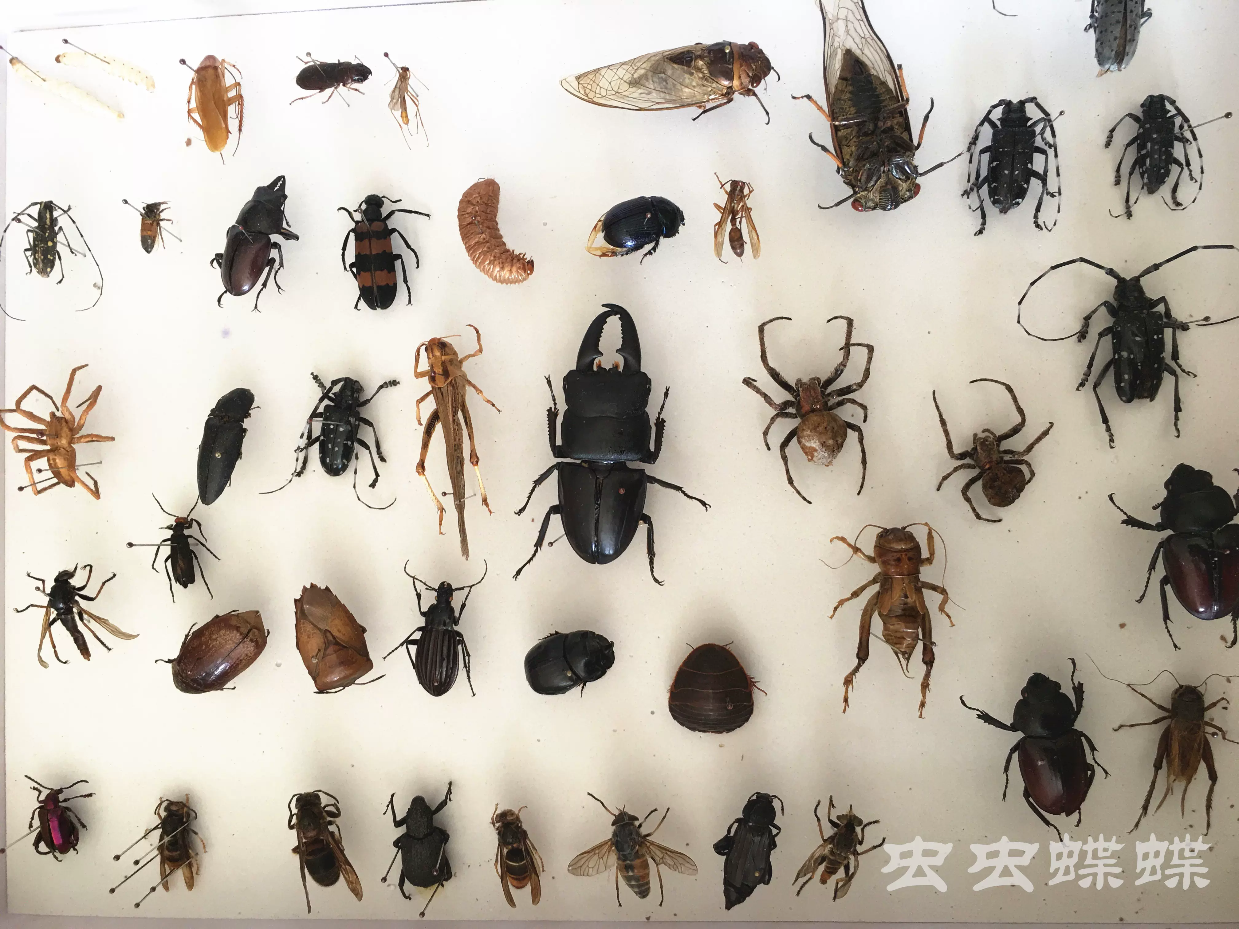 多品种不同死昆虫标本甲虫金龟子步甲蜜蜂叶甲天牛教学作业收藏-Taobao