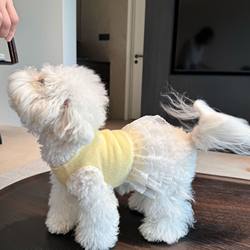 Pet clothing princess skirt hollow lace skirt dog and cat clothes anti-shedding small dog skirt
