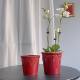 Festive red export Nordic ceramic flower pot simple ice crack glaze Phalaenopsis special Clivia flower pot