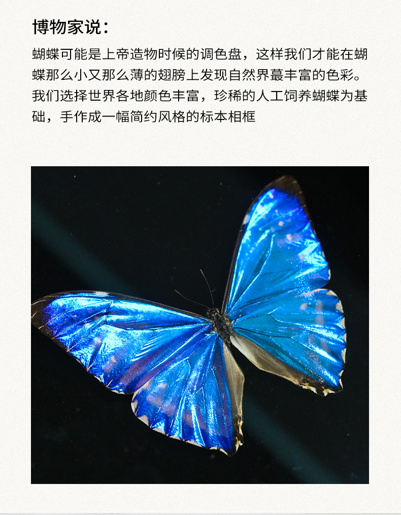 蝶標本　海外　額装 青い蝶標本アート - 額装された昆虫標本