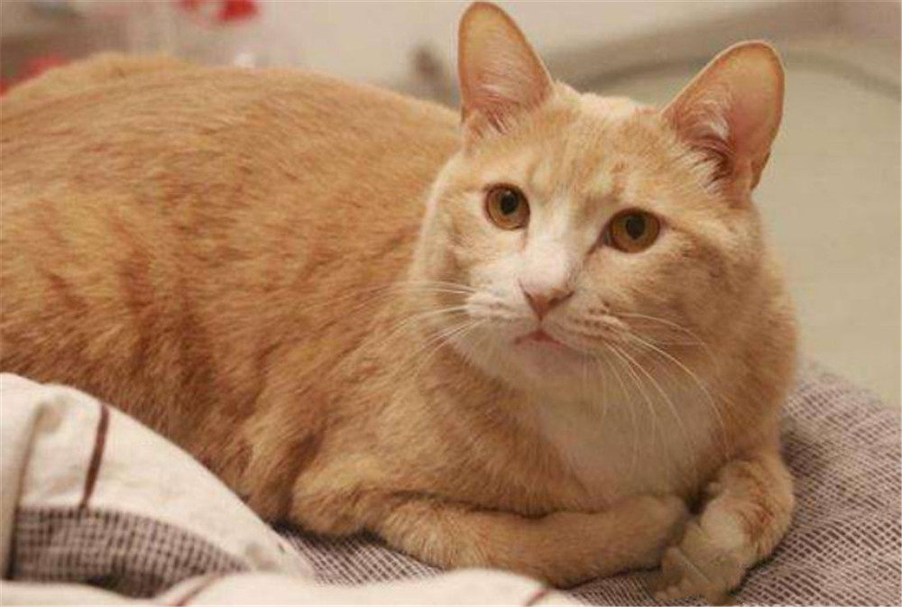 猫咪步入老年生活,宠主应如何养护?