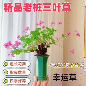 
Clover old pile small bonsai red flower sorrel old pile palm treasure indoor balcony potted flower lucky four-leaf clover