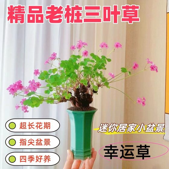 
Clover old pile small bonsai red flower sorrel old pile palm treasure indoor balcony potted flower lucky four-leaf clover