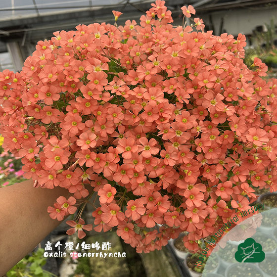 Sorrel cake series, early flower potted bulbs, small orange cake, pumpkin cake, red dance skirt wrinkle cake, large cake, good for growing autumn plants.