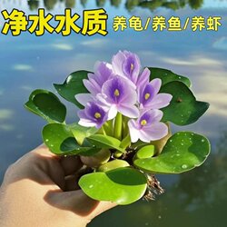 Duckweed, aquatic plants, fish tank, living aquatic plants, floating water purification, micro-landscape aquarium, lazy aquatic plants, oxygenation