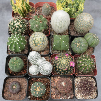 Real prickly pear cactus collection short hair pill combination