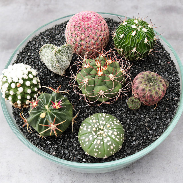 The collection of real cactus flowers and beautiful flowers, good health, star-duck, phoenix jade succulent plant, cactus potted plant, easy to spend summer