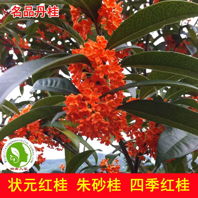 红桂花树苗名品丹桂状元红桂花苗珍稀红桂朱砂桂四季红桂花苗 Taobao