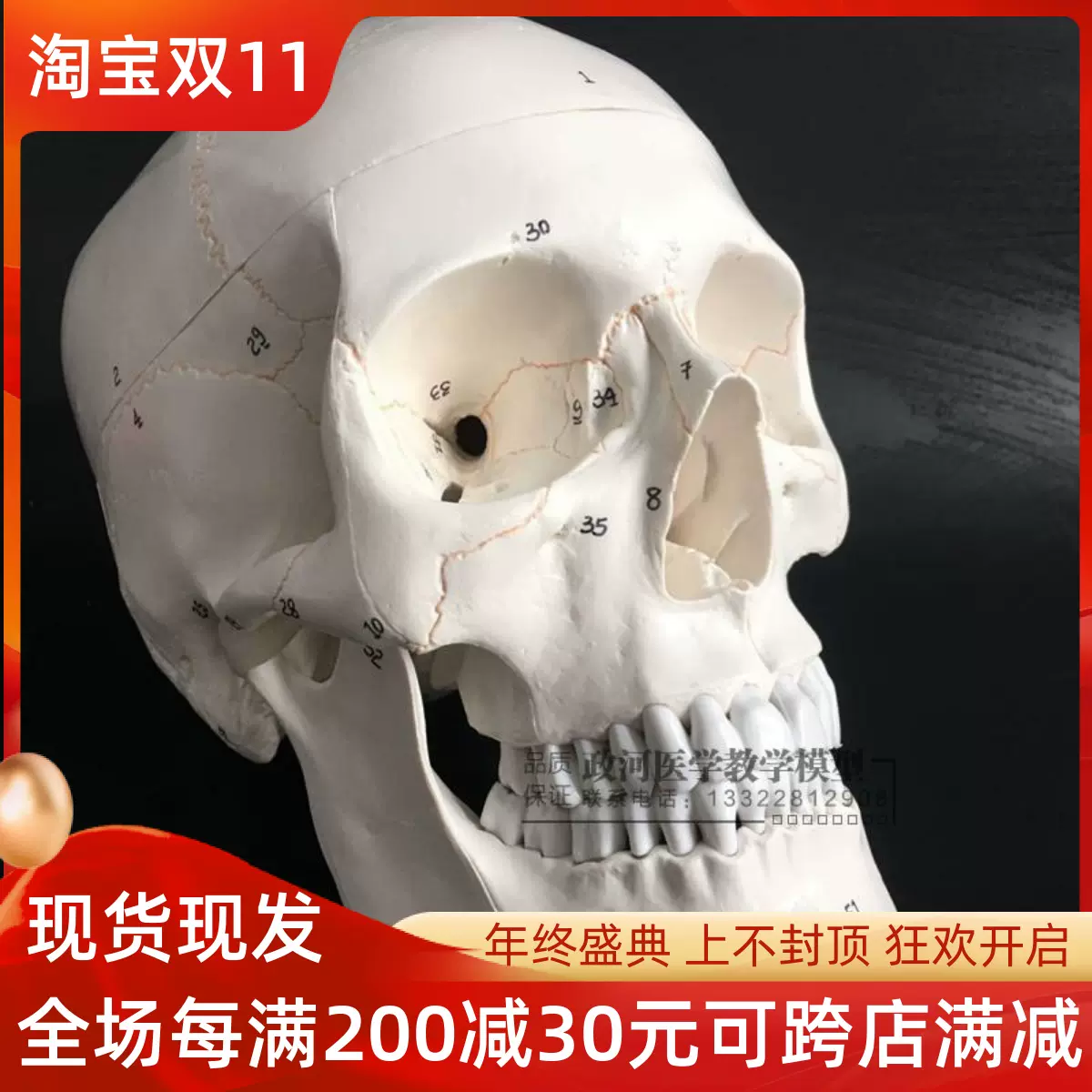 醫學人體頭骨模型1 1仿真頭顱骨模型神經科模型頭骨功能分區