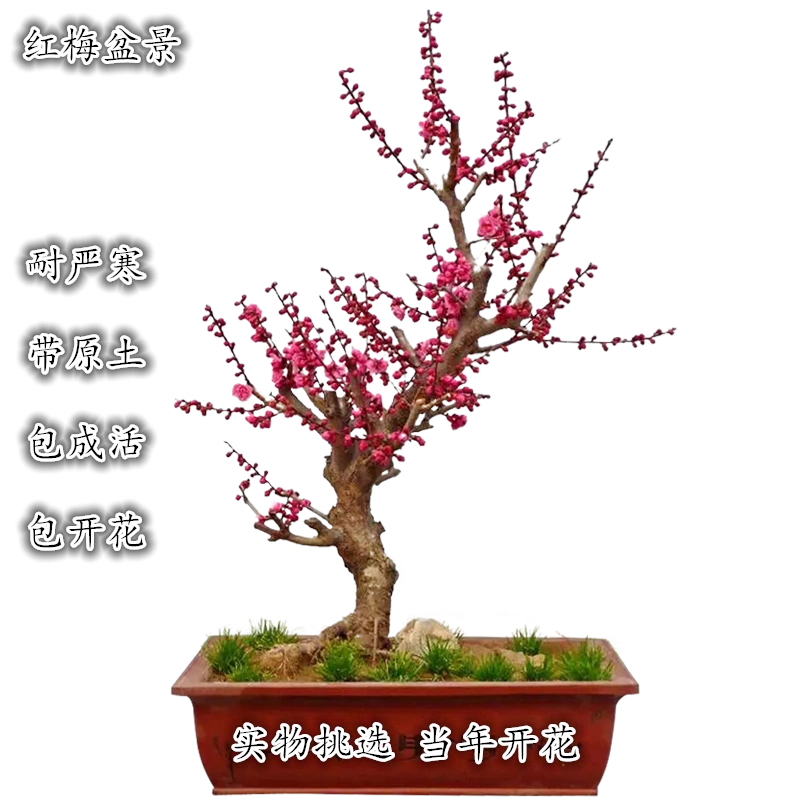 高档梅花盆景树桩红梅盆栽提根植物室内花卉老桩庭院耐寒重瓣 Taobao