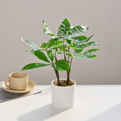 Qinyuanchun simulated money tree green plant bonsai artificial plant simulation creative home desktop ornaments decorative potted plants