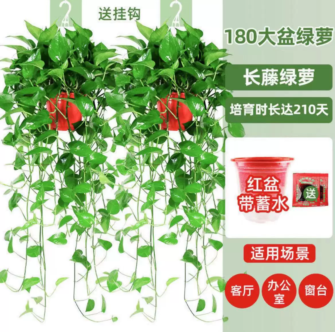绿萝植物室内盆栽大叶绿萝办公桌面花卉绿植客厅四季爬藤