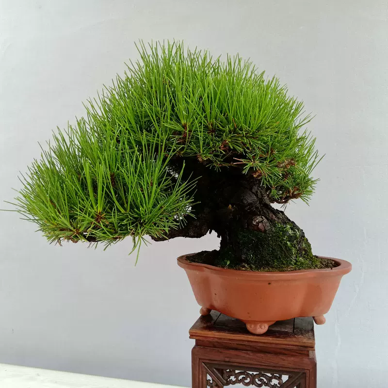 矮霸三河黑松小代赤松盆景精品盆栽小品室内四季长青植物-Taobao