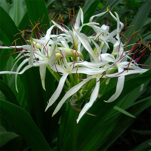 
Manjushri white flower bonsai purifies the air indoor formaldehyde removal green plant eighteen bachelor's degree large potted plant