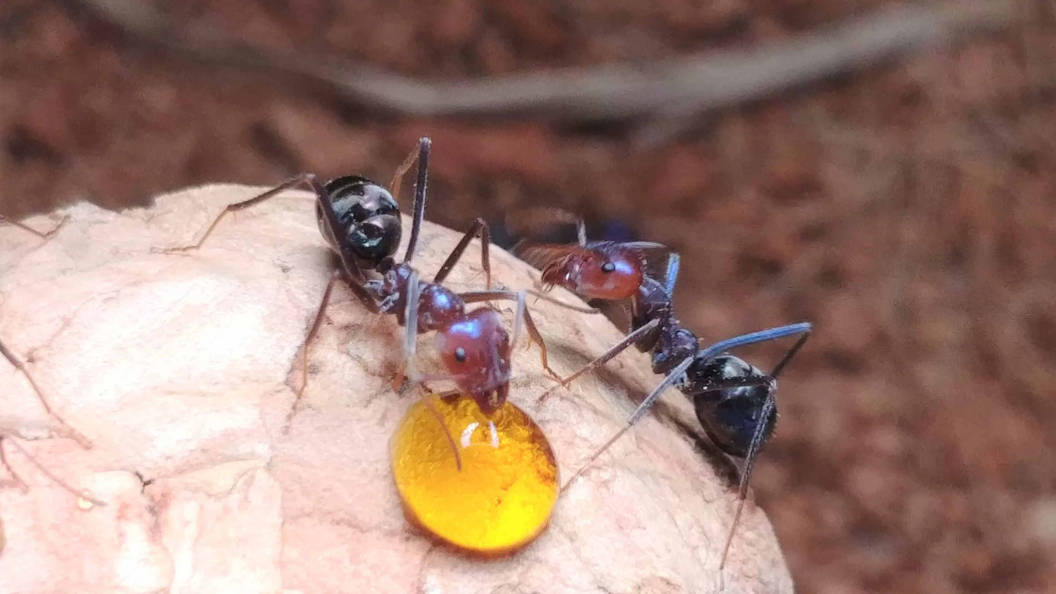 Iridomyrmex purpureus 紫彩虹臭蚁食肉蚁DXG