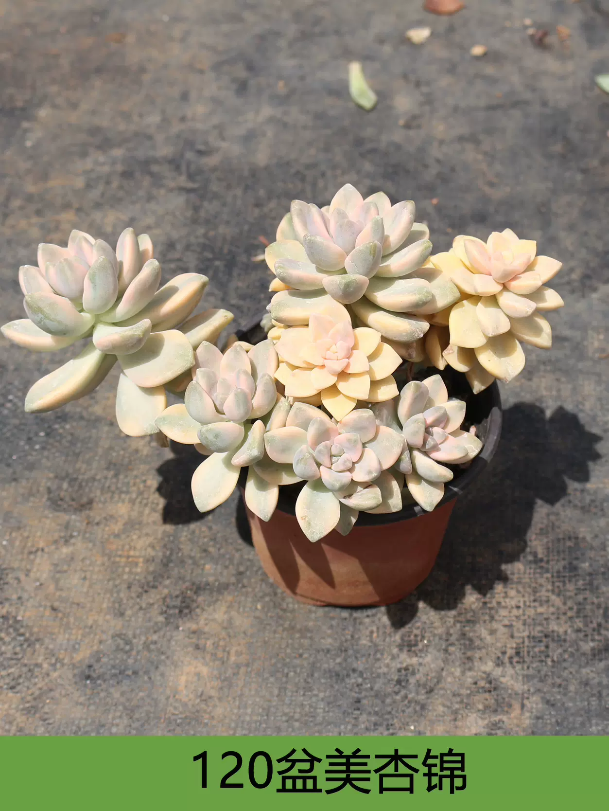 美杏锦120盆整桩草木灼也精选多肉-Taobao