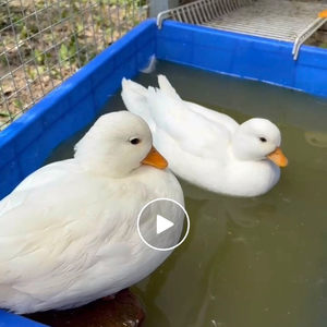 
Shanghai Purebred Keda Duck S-Class Fertilized Egg Traction Little Duck Pet Duck Feed Duck Food Supplies