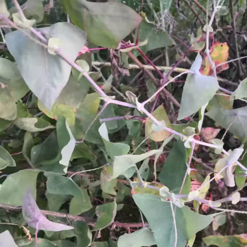 乌桕宝宝洗澡皮肤蜡子树植物染料黑色现采500g包邮卷子叶油子虹-Taobao