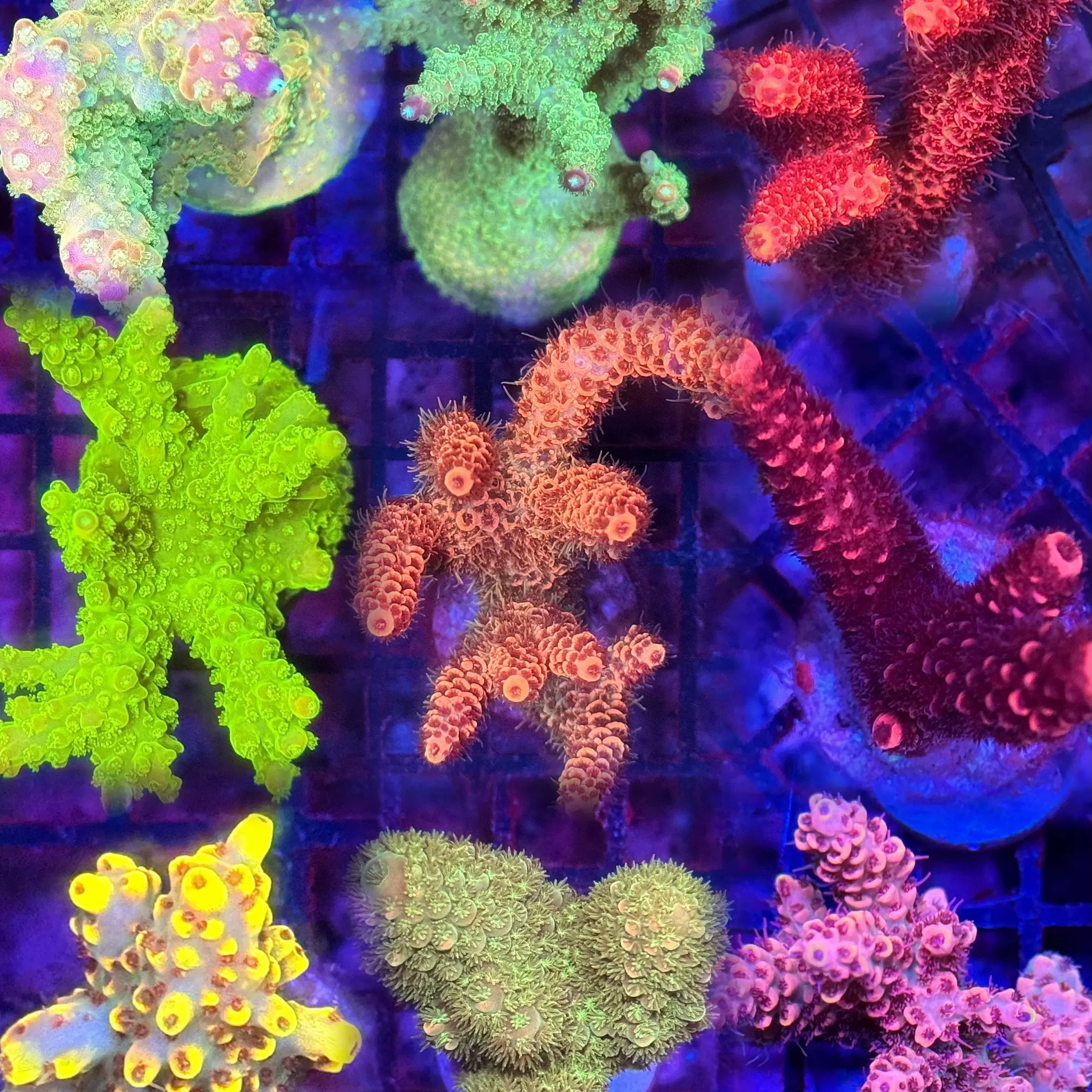 A属sps硬骨珊瑚rr断枝养定包底老货颜色丰富品种多