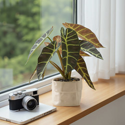 Artificial Calla Lily Potted Plant for Office and Living Room Desktop Decoration, Indoor Bonsai Ornament, Realistic Fake Flower and Green Plant