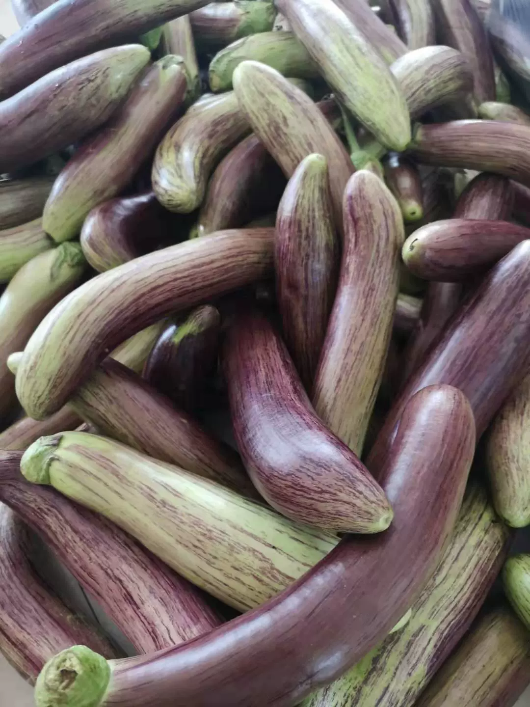 东北新鲜蔬菜特产酱茄子花茄子面包茄子冰茄子长茄子5斤包邮 Taobao