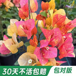 Adana bougainvillea with flower buds potted green cherry climbing vine double petals old pile blooming garden plants in all seasons