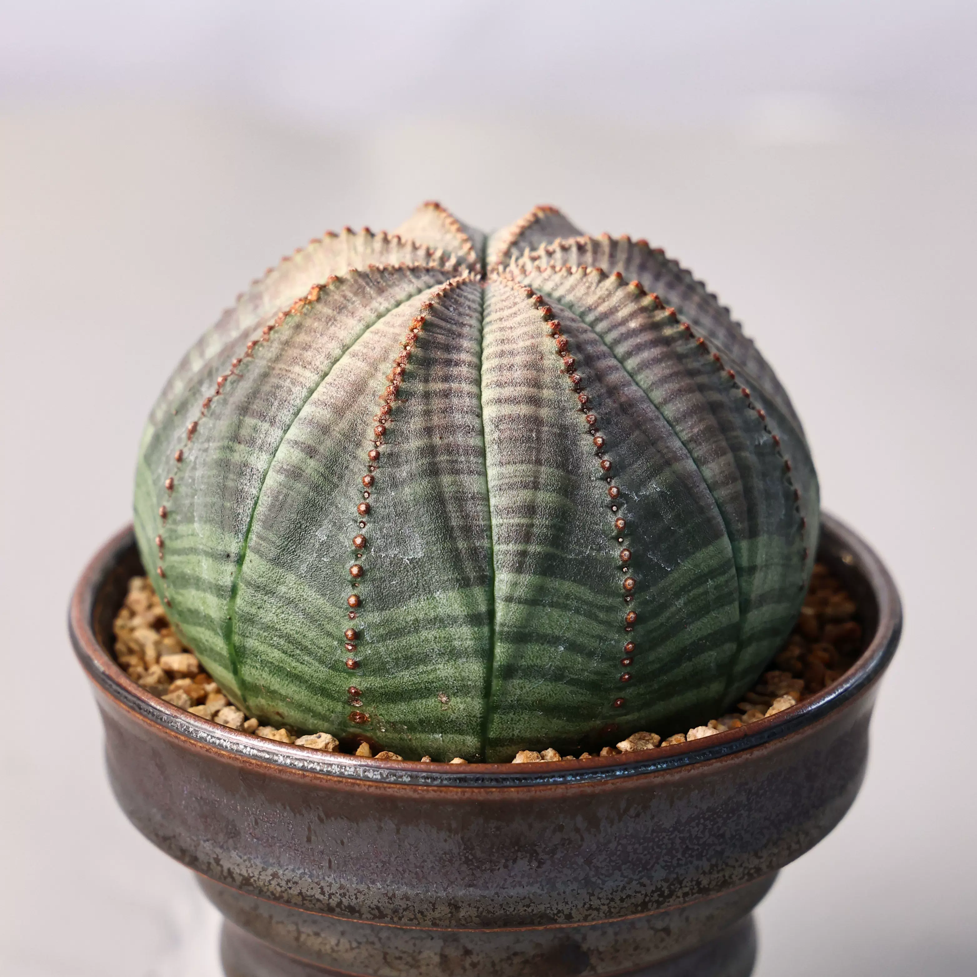 ボスウェリア ナナ 【国内実生】【Lサイズ】 【公式通販】