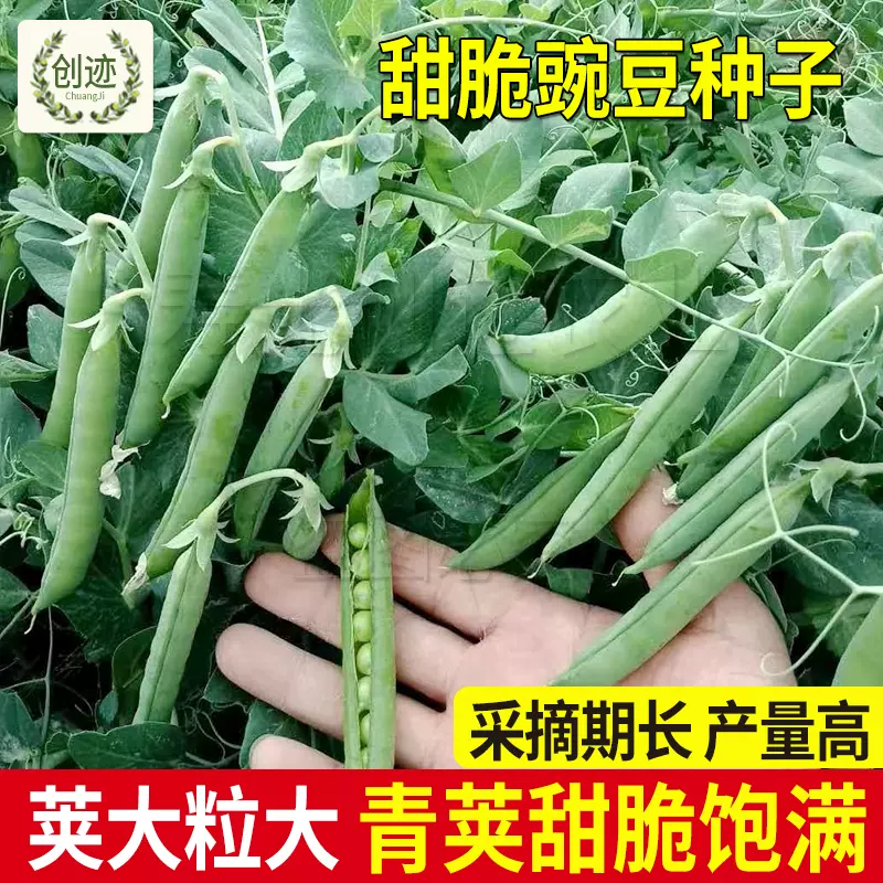 台湾奇珍甜脆豌豆种子长寿仁豌豆种籽甜豆蔬菜种