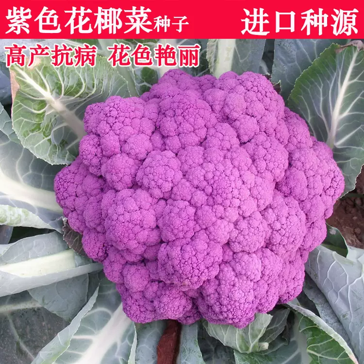 紫色花椰菜种子荷兰进口紫花菜种籽菜花高端特色蔬菜种孑四季