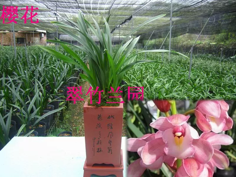 帶花苞 蘭花櫻花粉紅色花蘭花苗盆景植物盆栽花卉翠竹蘭園 Taobao