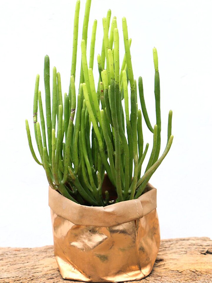 金叶子花卉光棍树多肉净化空气