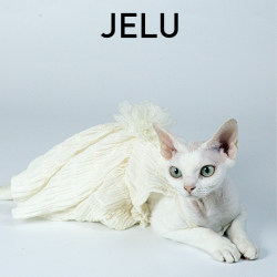 JELU吉鹿无毛猫斯芬克斯德文背心